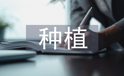 白菊花的種植與栽培技術